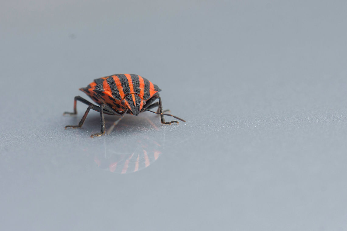 Graphosoma italicum Graphosoma italicum is a species of shield bug in the family Pentatomidae. It is also known as the Italian Striped-Bug and Minstrel Bug. Estonia,Geotagged,Graphosoma,Graphosoma italicum,Minstrel Bug,Summer
