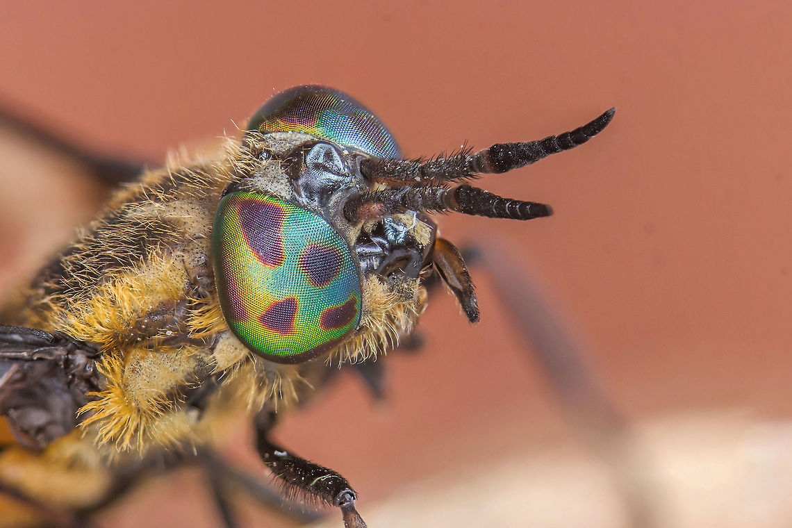 Chrysops caecutiens  Chrysops caecutiens,Estonia,Geotagged,Summer