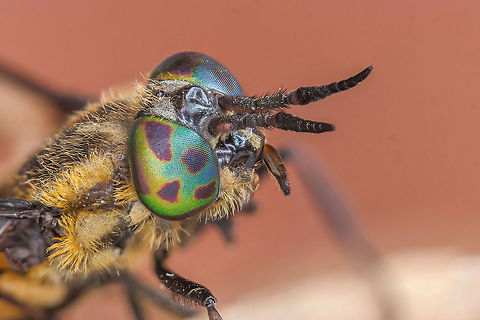 Chrysops caecutiens  Chrysops caecutiens,Estonia,Geotagged,Summer