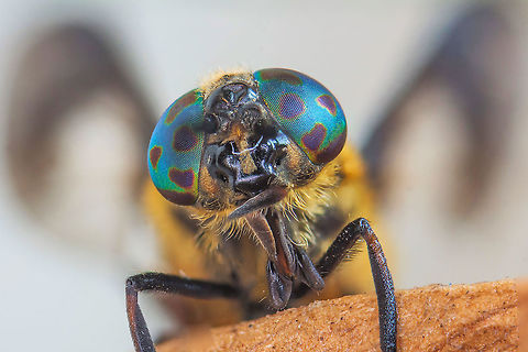 Chrysops caecutiens  Chrysops caecutiens,Estonia,Geotagged,Summer