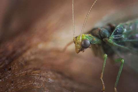 Chrysopidae Possibly a Chrysoperla sp. Chrysopidae,Estonia,Geotagged,Green Lacewing,Spring