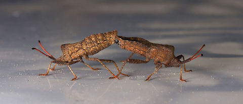 Coreus marginatus  Coreus marginatus,Dock bug,Estonia,Geotagged,Spring