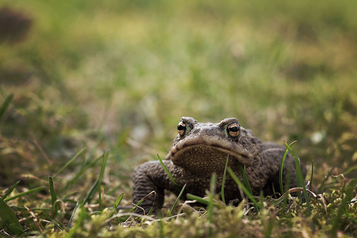 Bufo_bufo  Bufo bufo,Common toad,Estonia,Geotagged,Spring