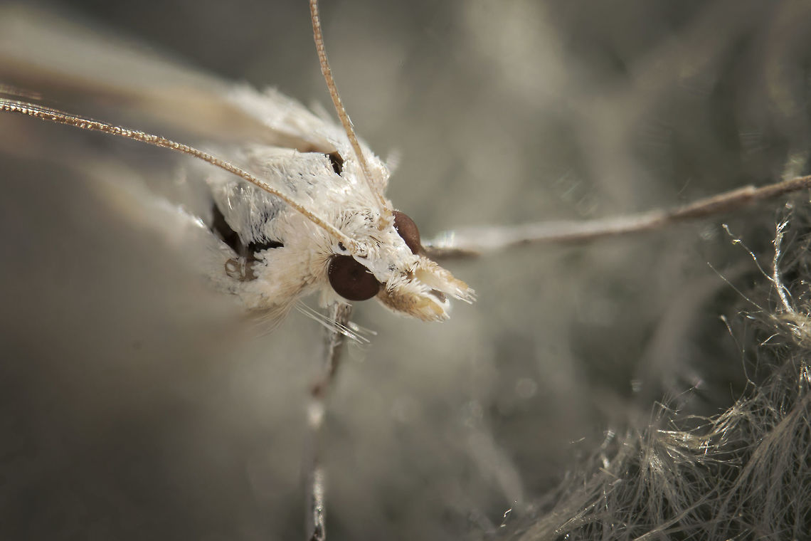 Pterophorus pentadactyla  Estonia,Geotagged,Pterophorus pentadactyla,Summer,White plume moth