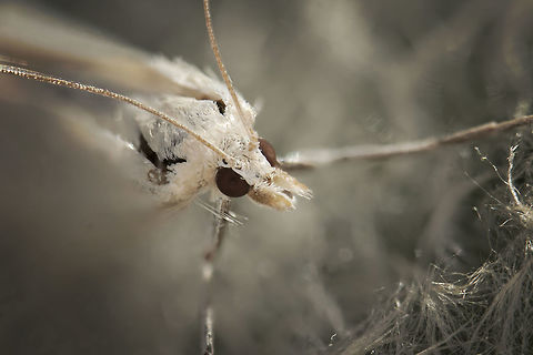 Pterophorus pentadactyla  Estonia,Geotagged,Pterophorus pentadactyla,Summer,White plume moth