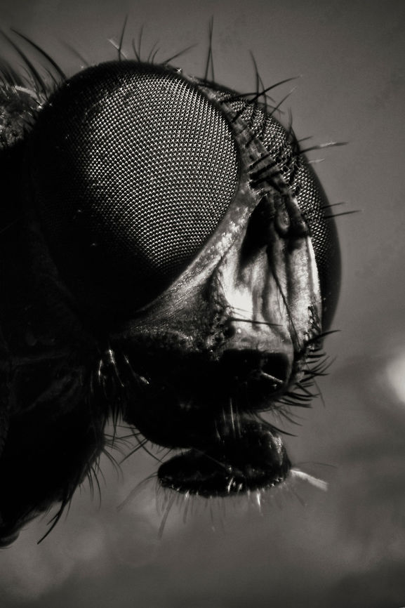 Musca domestica  Estonia,Geotagged,Housefly,Musca domestica