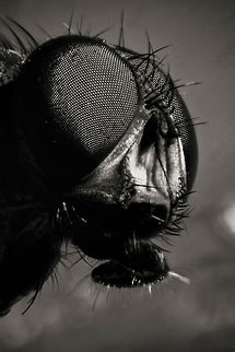 Musca domestica  Estonia,Geotagged,Housefly,Musca domestica