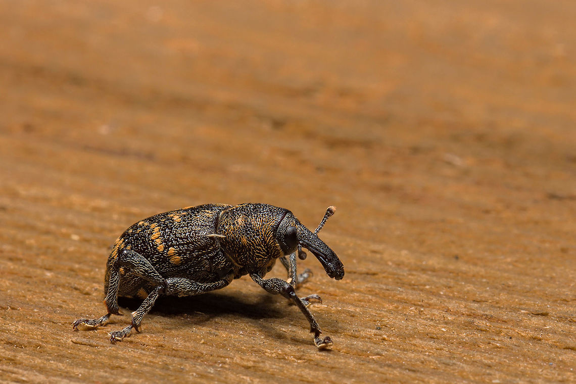 Hylobius abietis  Estonia,Geotagged,Hylobius abietis,Spring
