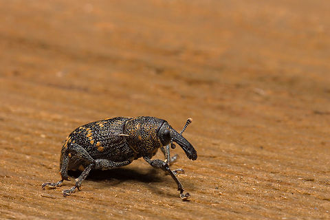 Hylobius abietis  Estonia,Geotagged,Hylobius abietis,Spring