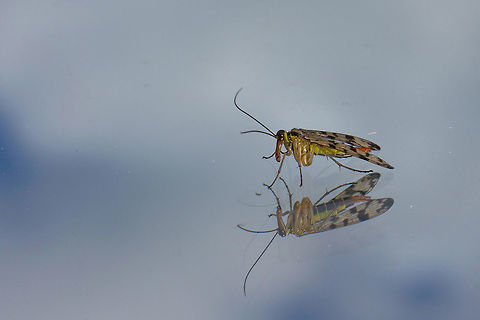 Panorpa 
Panorpa[1][2] is a genus of scorpion-flies that is widely dispersed, especially in the Northern hemisphere. However, they do not occur in the western United States nor Canada.

About 240 species are described as of 2007.

Larvae and adults feed on carrion.[3]

The species P. vulgaris, has become a model insect for testing theories of sexual selection as its mating system has been noted to be similar to that of humans in some aspects.[4] Studies show that both sexes of the species display mating preferences for direct (e.g. nuptial gifts) and indirect benefits (e.g. genetic benefits) to increase reproductive success. The production of nuptial gifts during copulation in males (e.g. salivary secretion) and high nutritional condition in females are indicators of "good foraging genes", an indirect benefit that individuals look for in their partners. These genetic benefits can increase fitness in offspring and improve their foraging ability.

The life-cycle of Panorpa nuptialis and its habits, have become of interest in the field of forensic entomology. Common scorpionfly,Estonia,Geotagged,Panorpa communis,Spring