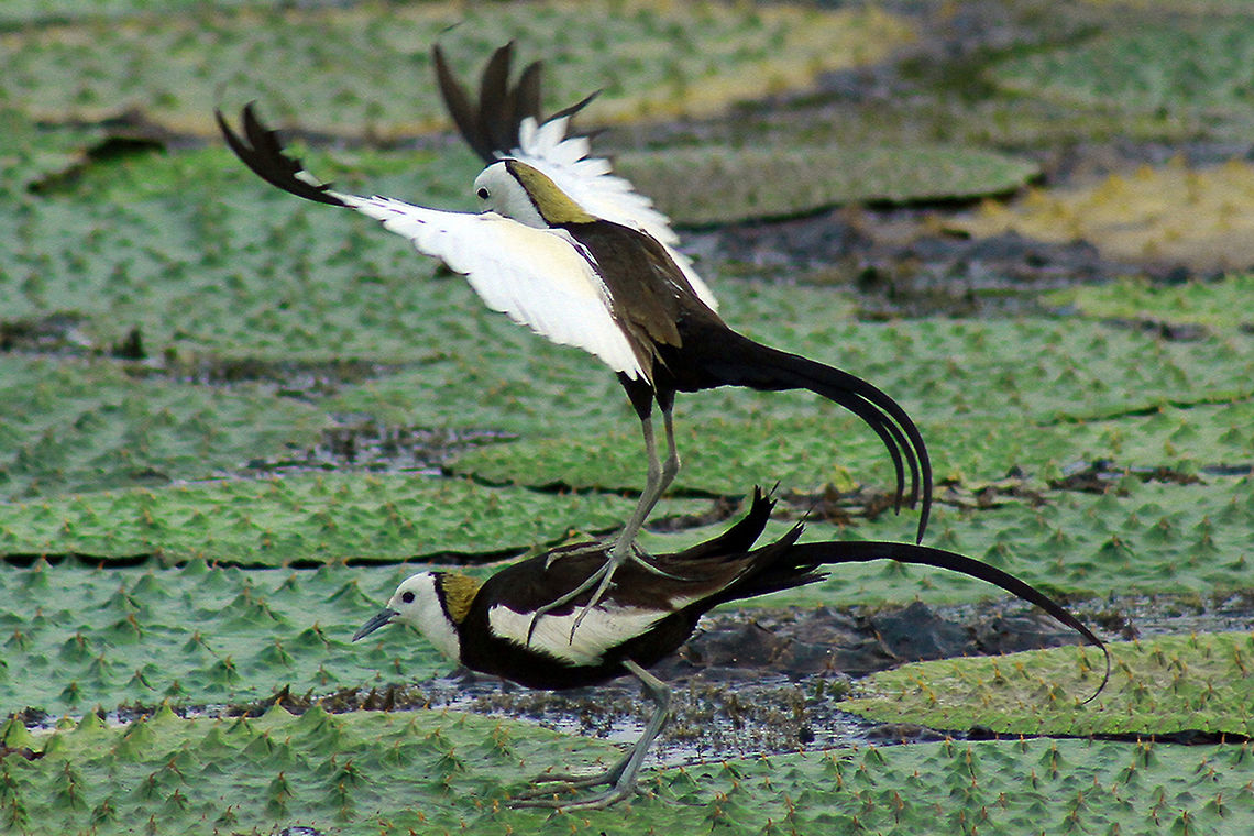 love on vegetation found at Itahari, Nepal Hydrophasianus chirurgus,Pheasant-tailed jacana