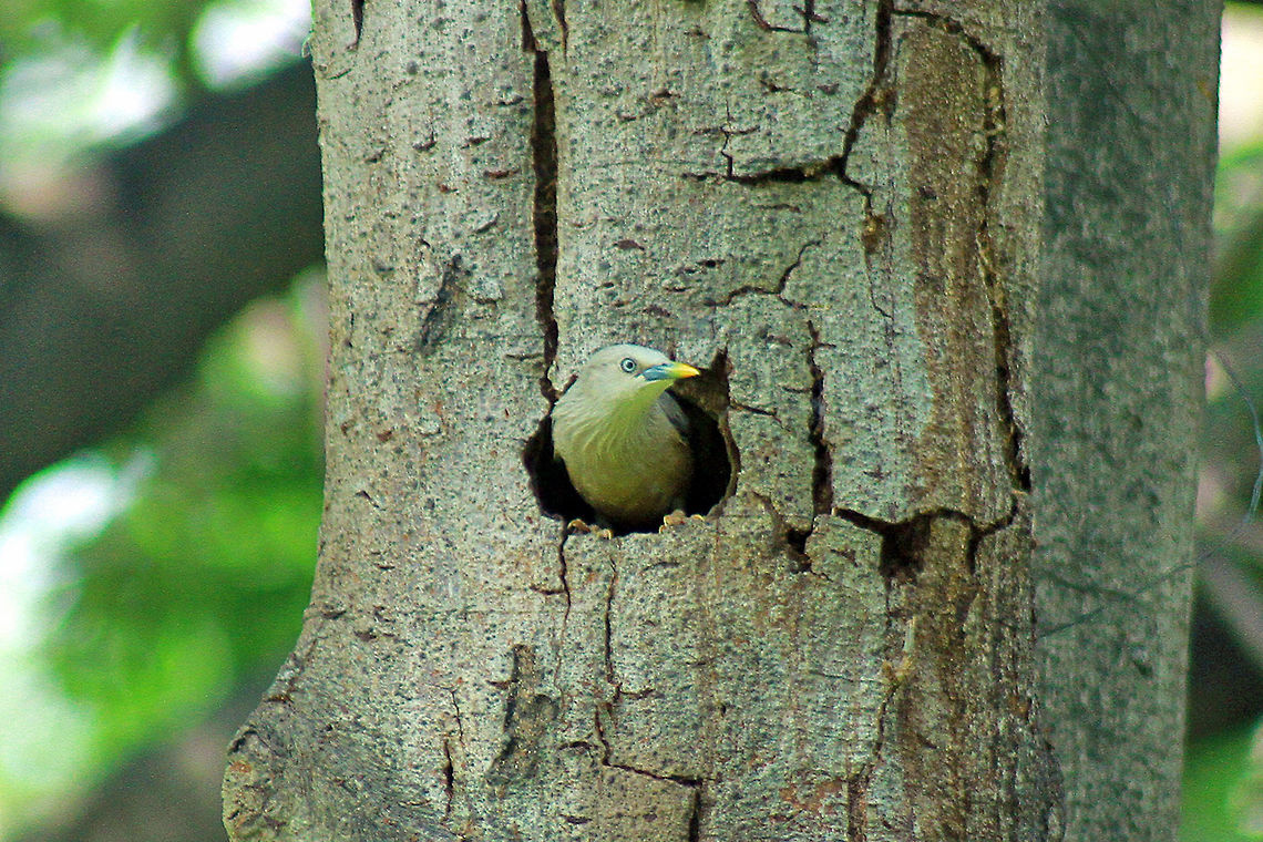 a  Chestnut-tailed starling,Sturnia malabarica