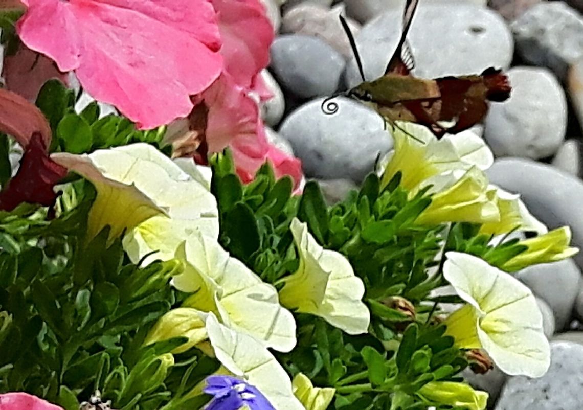 2016-07-11_16.08_.35_  Canada,Geotagged,Hemaris thysbe,Hummingbird Clearwing,Summer