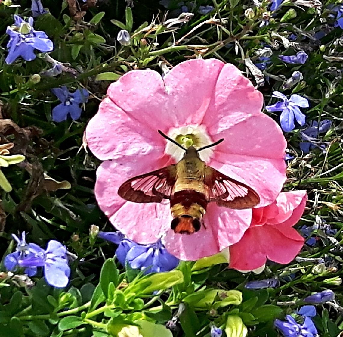 2016-07-11_16.09_.33_  Canada,Geotagged,Hemaris thysbe,Hummingbird Clearwing,Summer