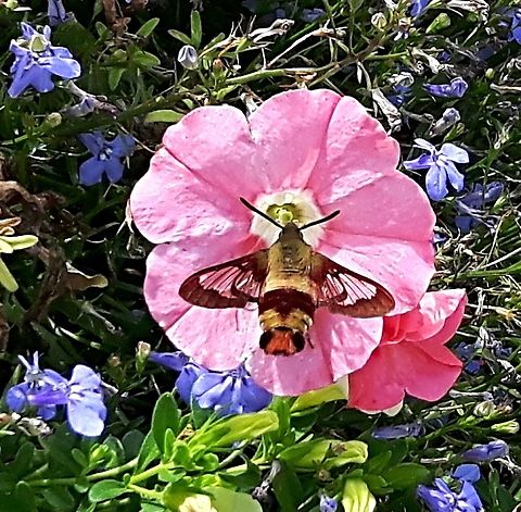 2016-07-11_16.09_.33_  Canada,Geotagged,Hemaris thysbe,Hummingbird Clearwing,Summer