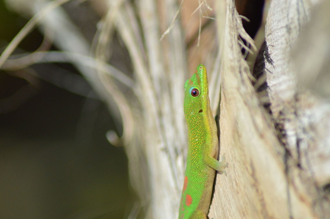 DSC_0069  Gold Dust Day Gecko,Phelsuma laticauda