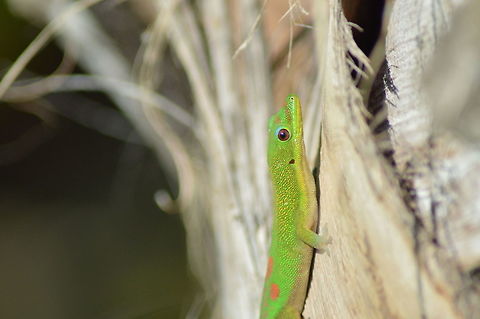 DSC_0069  Gold Dust Day Gecko,Phelsuma laticauda