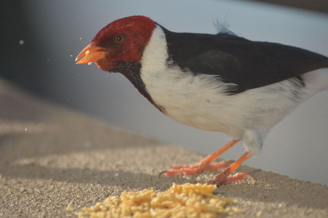 Time to eat! I was sitting on my balcony on the Big Island of Hawaii when this little guy paid me a visit! I wanted to get a few shots of him before he flew away so, I gave him a little snack... Hawaii,Paroaria capitata,Yellow Billed Cardinal,bird