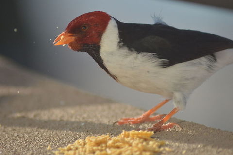 Time to eat! I was sitting on my balcony on the Big Island of Hawaii when this little guy paid me a visit! I wanted to get a few shots of him before he flew away so, I gave him a little snack... Hawaii,Paroaria capitata,Yellow Billed Cardinal,bird