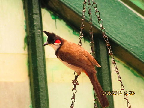 The elegant red whiskered bulbul I happened to see this bird in the Nilgiris,Tamil Nadu.  Pycnonotus jocosus,Red Whiskered Bulbul