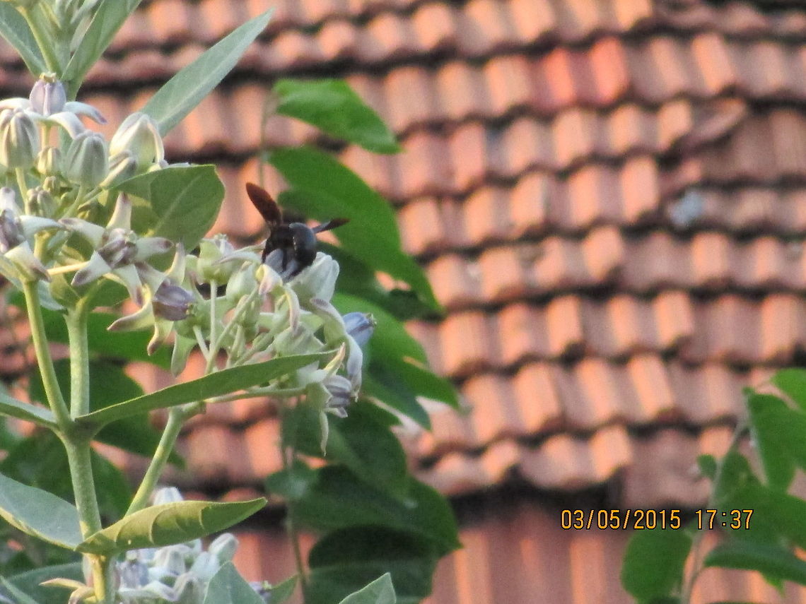 The Busy Bee