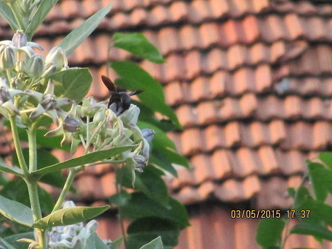 The Busy Bee