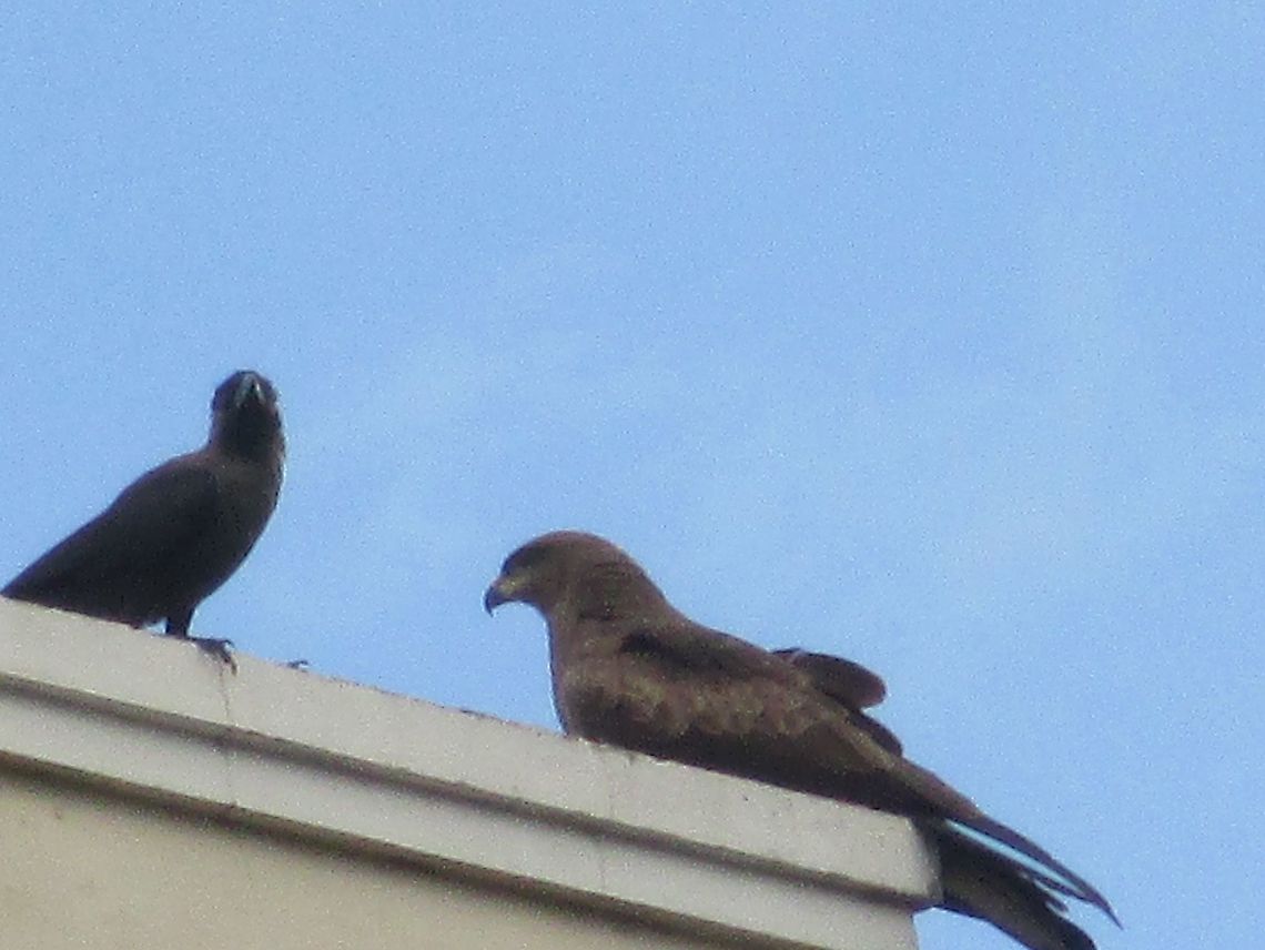 Unlikely Friends This photo came about when I noticed  the crow and the Eagle on an apartment building, they seemed to be engaged in some sort of conversation! Fall,Geotagged