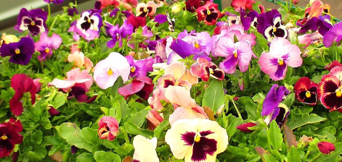 The Angry-looking Pansies This photo was shot when I noticed these weird looking pansies in Ooty,Tamil Nadu<br />
 Geotagged,India,Pansy,Spring,Viola tricolor subsp. hortensis,Viola tricolor var. hortensis