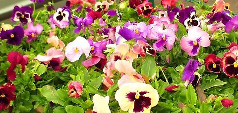 The Angry-looking Pansies This photo was shot when I noticed these weird looking pansies in Ooty,Tamil Nadu
 Geotagged,India,Pansy,Spring,Viola tricolor subsp. hortensis,Viola tricolor var. hortensis