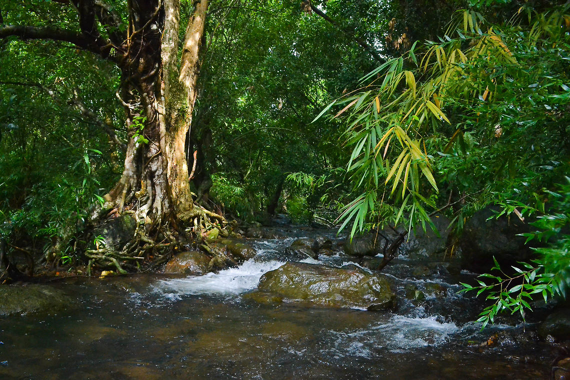 Sound's of forest Aiming to highlight the rich biodiversity and potential for tourism of the Nilabur forestregion in the Western Ghats. Forest,Geotagged,India,Summer,Transparent,Tree,nature,plans,sound,stone,water