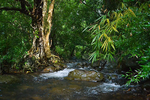 Sound's of forest Aiming to highlight the rich biodiversity and potential for tourism of the Nilabur forestregion in the Western Ghats. Forest,Geotagged,India,Summer,Transparent,Tree,nature,plans,sound,stone,water
