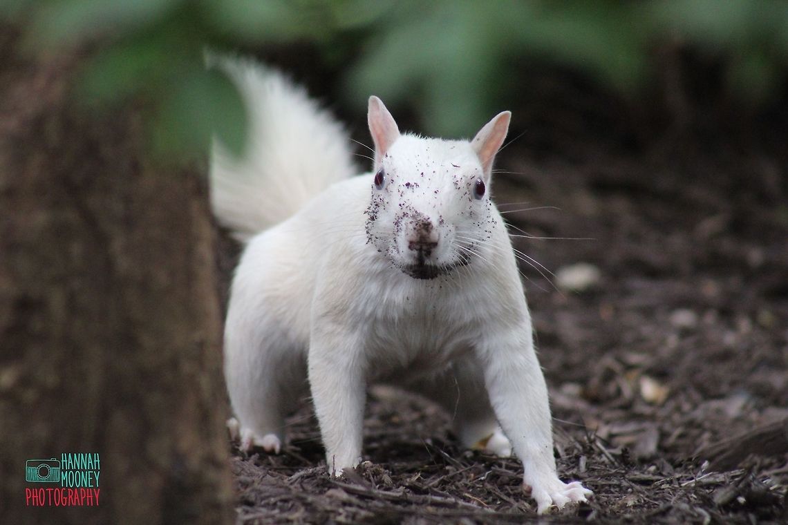 Rare blue-eyed, white albino squirrel playing in the dirt. I was casually taking a stroll by a bank property when I happened to spot this rare blue-eyed, white albino squirrel.  I had been on a two week personal trip in Richmond, VA, recently, although I only saw this little girl on my last day in Richmand.  I went back to my hotel room, grabbed my camera, and returned to the bank, and what luck!... She was still there!  I snapped lots of pictures; this is one of my favorites!  She had a super silly &amp; sassy streak!  I feel very blessed to have received such a wonderful opportunity as to photograph such a rare animal! Albino,Eastern gray squirrel,Plants,Squirrel,animal,contest,dirt,natural,nature