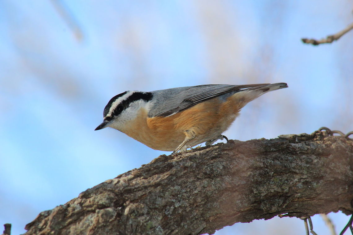 Rare male red-breasted nuthatch Birds are one of my favorite subject groups to photography, so when I spotted this rare male red-breasted nuthatch (completely new and unfamiliar to me at the time), I was excited!  I love how photography can be an such an educational experience! Red-breasted nuthatch,Sitta canadensis,animal,bird,contest,nature