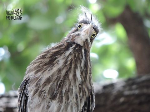 Inquisitive juvenile little green heron When I was on a personal trip to Texas fairly recently, I spotted this youngster!  At first, I could not make heads or tails of this big baby; for the life of me, I couldn't figure out what he was!  After an encounter with an adult little green heron (back at home), I saw the resemblance!  I did extensive research to see that I was right... He was a little green heron, although he was a juvenile! Butorides virescens,Green Heron,Green heron,Leaves,Water Birds,animal,bird,contest,natural,nature,trees