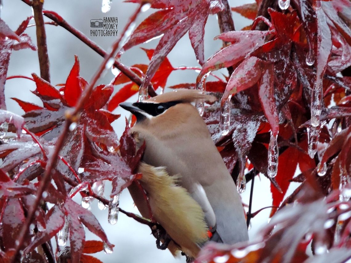 Cedar waxwing perched in the midst of an icy Japanese maple tree I have always loved this photo!... For one reason, the icicles on the red leaves have a stunning appearance!  For two, this is my first and only picture of a cedar waxwing! Bird,Bombycilla cedrorum,Cedar Waxwing,Leaves,Tree,animal,contest,ice,natural,nature,red