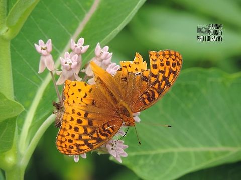 Great Spangled Fritillary Butterfly fueling up on a cluster of purple milkweed A Great Spangled Fritillary Butterfly using its proboscis to fuel up on the purple milkweed. (Scientific name for purple milkweed: Asclepias Purpurascens.)  I love the vivid colors about both of these species! Butterfly,Flowers,Great Spangled Fritillary,Leaves,Plants,Speyeria cybele,colorful,contest,insect,milkweed,natural,nature,proboscis