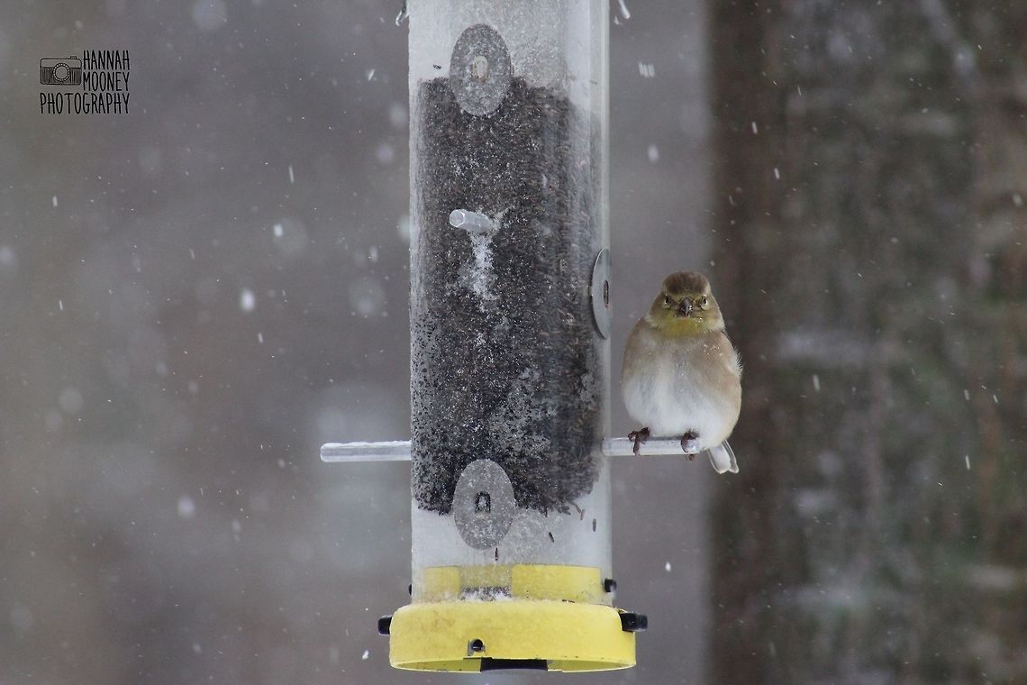 Nonbreeding American Goldfinch fueling up during a snow storm Nonbreeding American Goldfinch fueling up during a snow storm.  I love bundling up on a cold day to photograph adorable creatures like this!  To me, the snow just makes the experience more exciting, daring, and fun!  American Goldfinch,American goldfinch,Carduelis tristis,Non-breeding plumage,Spinus tristis,bird,contest,eating,feeder,natural,nature,seeds,snow