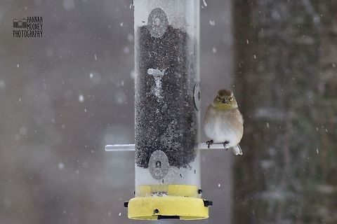 Nonbreeding American Goldfinch fueling up during a snow storm Nonbreeding American Goldfinch fueling up during a snow storm.  I love bundling up on a cold day to photograph adorable creatures like this!  To me, the snow just makes the experience more exciting, daring, and fun!  American Goldfinch,American goldfinch,Carduelis tristis,Non-breeding plumage,Spinus tristis,bird,contest,eating,feeder,natural,nature,seeds,snow