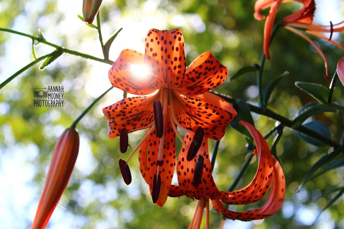 Tiger Lily I had never seen a Tiger Lily before... And then, a cluster popped up in my neck of the woods!  I love all flowers, but this one takes the cake!  The bokeh background, the sunlit petals, just everything about this orange beauty is goals! Columbia Lily,Flora,Lilium columbianum,bokeh,buds,contest,flower,lily,natural,nature,orange flower,spots,sunlight