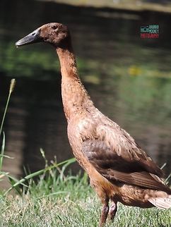 Indian Runner Duck This is a fawn colored Indian Runner Duck, scientifically now as: Anas platyrhynchos domesticus.  Runner ducks stand upright, like penguins, giving them the nickname, "Wine Bottle Ducks."  They run, rather than waddle.  You can find lots more info about these cool feathered friends on Wikipedia!  Anas platyrhynchos domesticus,Domesticated duck,Indian Runner Duck,Plants,Water Birds,animal,bird,contest,duck,natural,nature,water