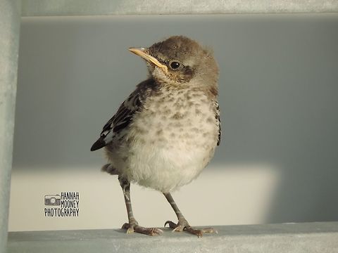 Mocking Bird fledgling This youth is a Mocking Bird fledgling.  I photographed the juvenile when stopped in Abbott, TX during a personal trip.  I watched the youngster while he was in flight training with Coach Mommy!   Mimus polyglottos,Northern Mockingbird,animal,bird,contest,flying,grow,juvenile birds,mocking bird,natural,nature
