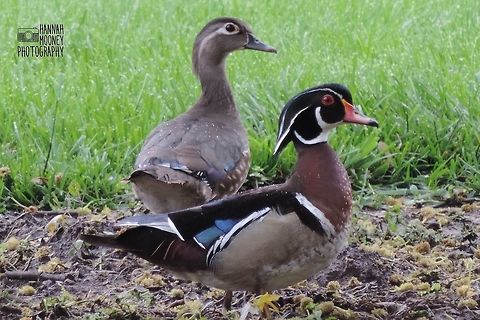 Wood Ducks Female (back) & male (front) Wood Ducks. (Rare)  I seldom see these flighty ducks around my area, so when I got to photograph this couple, I was quite excited!  Aix sponsa,American Wood Duck,American Wood Ducks,Birds,Ducks,animals,colorful,colorful birds,contest,natural,nature,wood duck,wood ducks