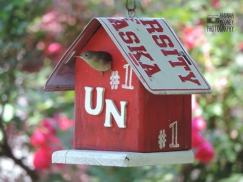 House Wren Home Sweet Home!  This House Ren is literally showing pride in name!  And such a scenic, beautiful yard too!  House Wren,Plants,Roses,Troglodytes aedon,bird,bokeh,contest,depth,habitat,natural,nature