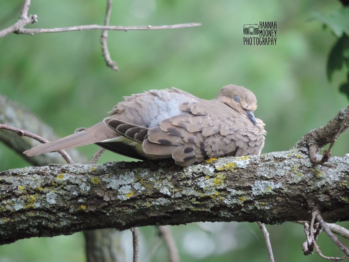 Sleeping Mourning Dove This sleeping Mourning Dove is the epitome of precious! Dove,Mourning Dove,Sleeping,Tree,Zenaida macroura,bird,contest,feathers,natural,nature
