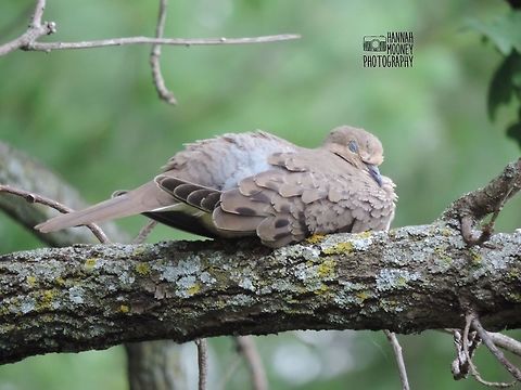 Sleeping Mourning Dove This sleeping Mourning Dove is the epitome of precious! Dove,Mourning Dove,Sleeping,Tree,Zenaida macroura,bird,contest,feathers,natural,nature