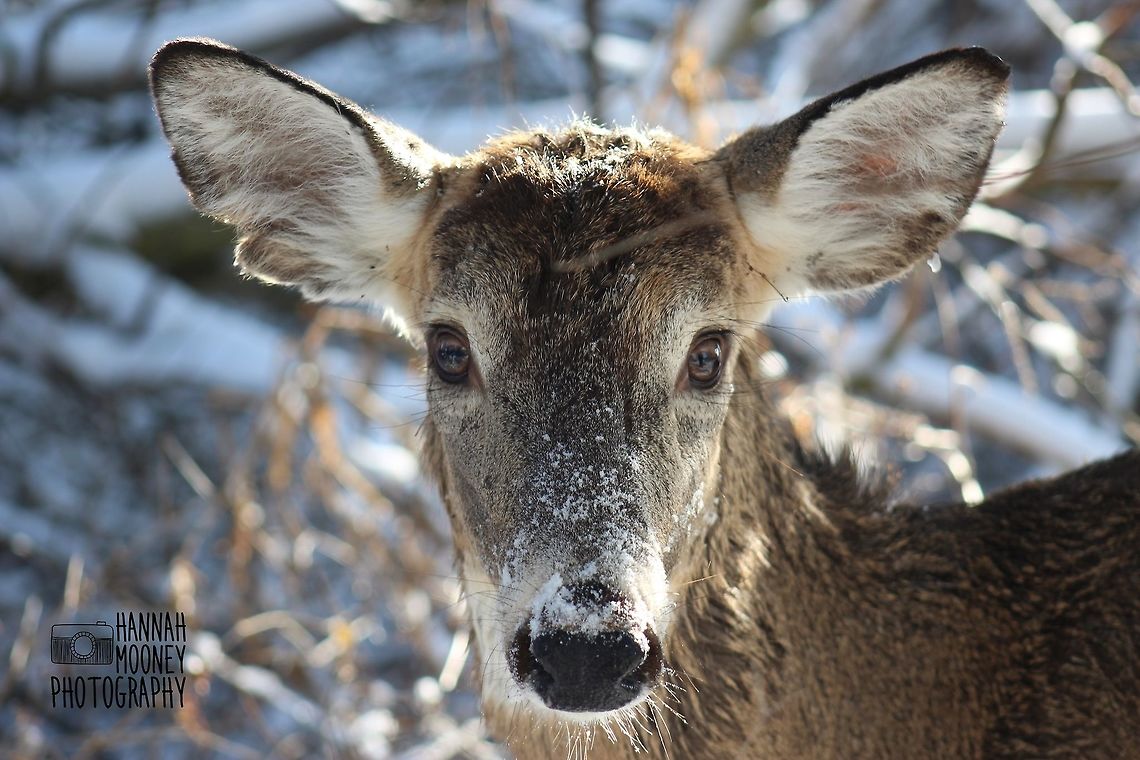 White-Tailed Deer A White-Tailed Deer at dawn flaked in a Winter&#039;s snow dusting...  This is and will remain one of my favorite pictures! Deer,Odocoileus virginianus,White-tailed Deer,animal,closeup,contest,ears,eyes,fur,mammal,natural,nature,nose,snow,trees,winter