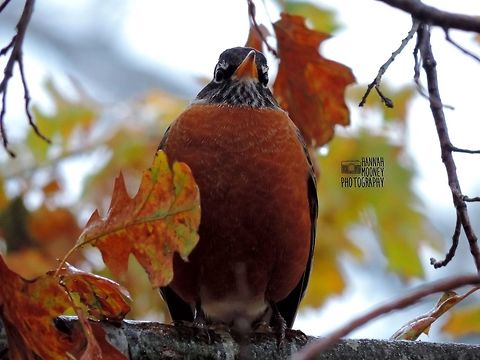 American Robin American Robin matching his natural Autumn surroundings! American Robin,Autumn Leaf,Robin,Turdus migratorius,autumn,bird,colorful,colorful birds,contest,feathers,leaves,trees