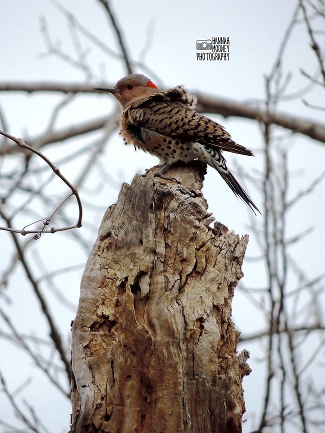 Northern Flicker A Northern Flicker perched on bare tree stump.  I&#039;ve always loved how its feathers are getting ruffled by the wind!  Colaptes auratus,Northern Flicker,animal,bird,contest,feathers,natural,nature,trees