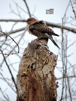 Northern Flicker A Northern Flicker perched on bare tree stump.  I've always loved how its feathers are getting ruffled by the wind!  Colaptes auratus,Northern Flicker,animal,bird,contest,feathers,natural,nature,trees