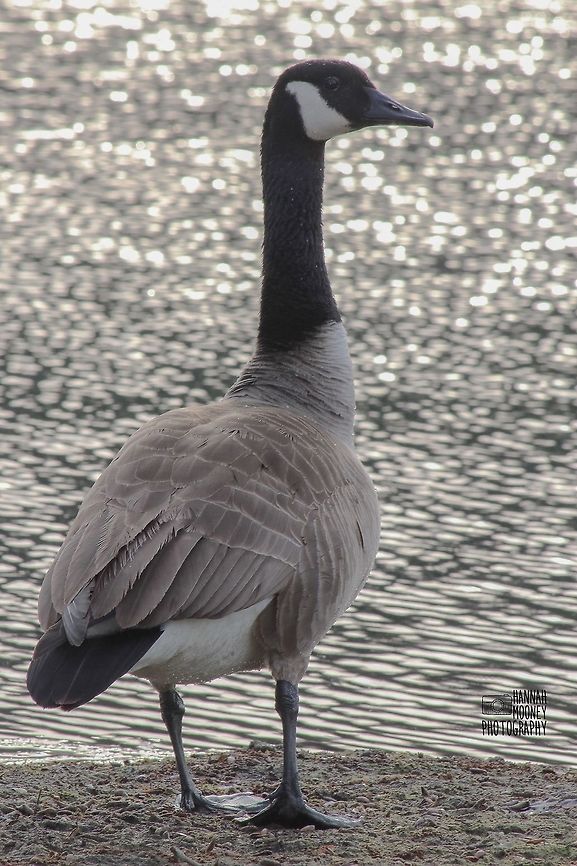 Canada Goose A Canada Goose overlooking a shimmering sea. Bird,Branta canadensis,Canada Goose,Canada goose,Water Birds,animal,contest,feathers,goose,natural,nature,water